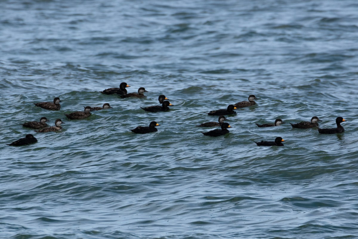 Black Scoter - ML619670113