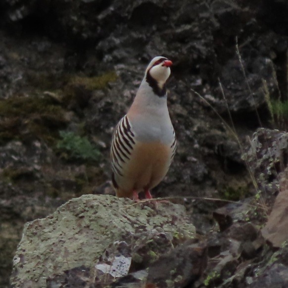 Chukar - Emily Larson