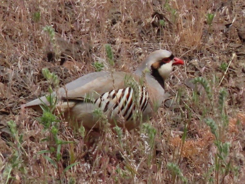 Chukar - Emily Larson