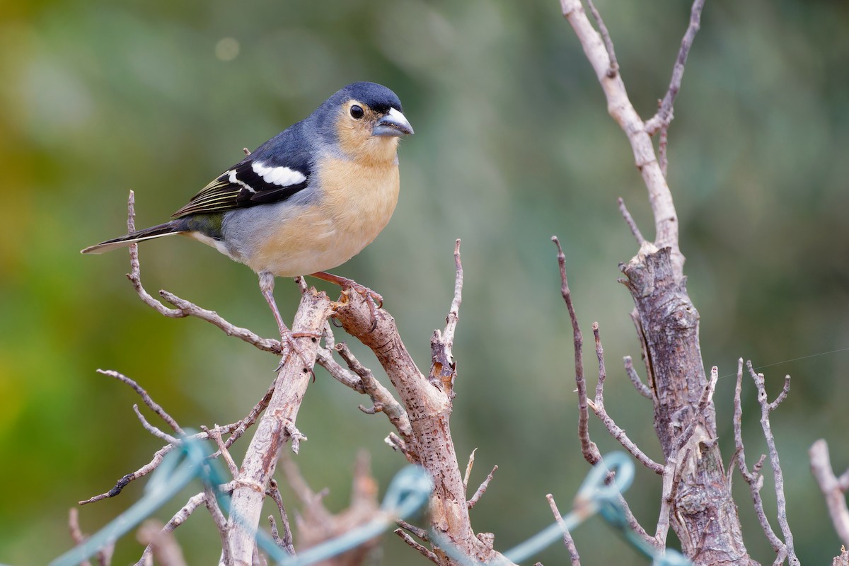 Canary Islands Chaffinch - ML619670139