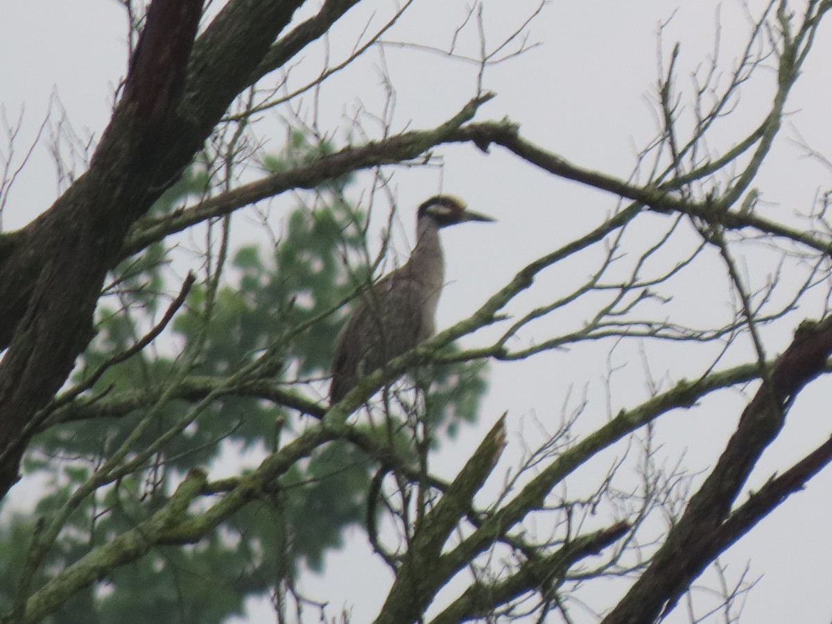 Yellow-crowned Night Heron - ML619670140