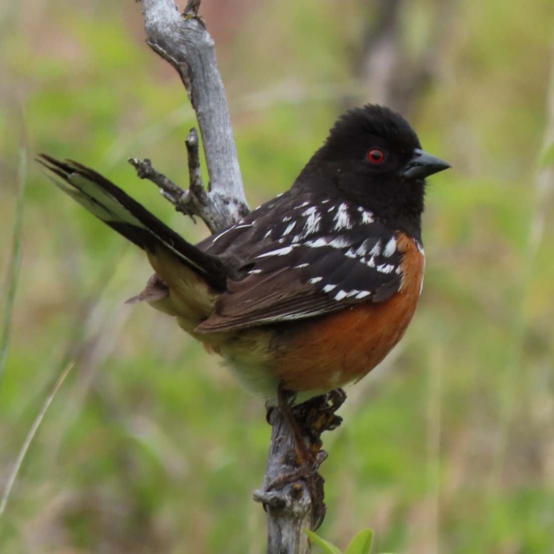 Spotted Towhee - ML619670144