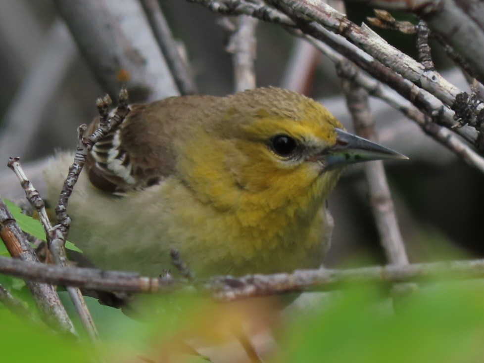 Bullock's Oriole - Emily Larson