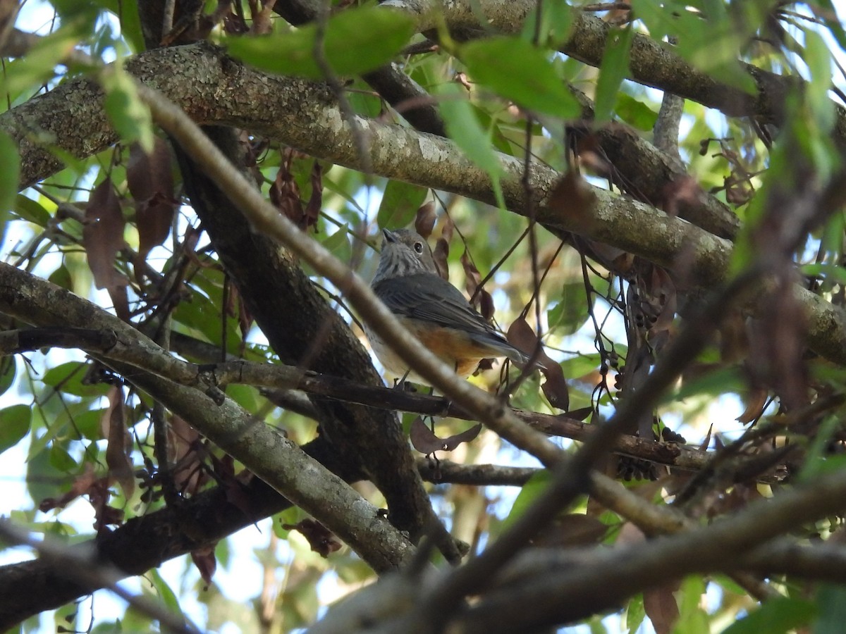 Rufous Whistler - Tris Allinson