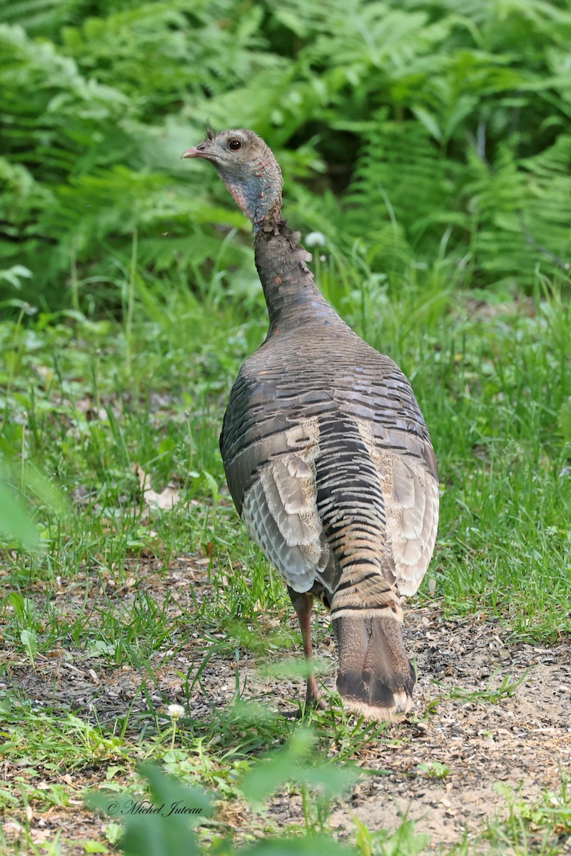 Wild Turkey - Michel Juteau