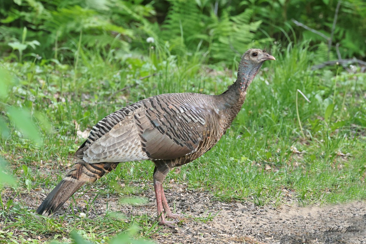 Wild Turkey - Michel Juteau