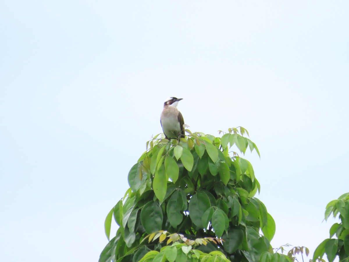 Light-vented Bulbul - 韋勳 陳