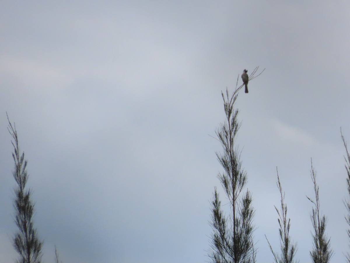 Light-vented Bulbul - ML619670163