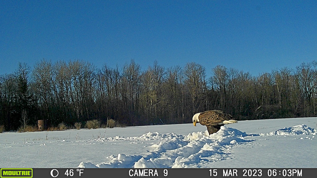 Bald Eagle - ML619670166