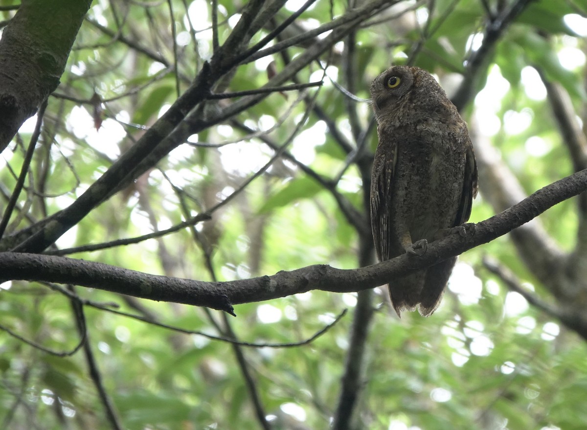 Ryukyu Scops-Owl - Martin Kennewell