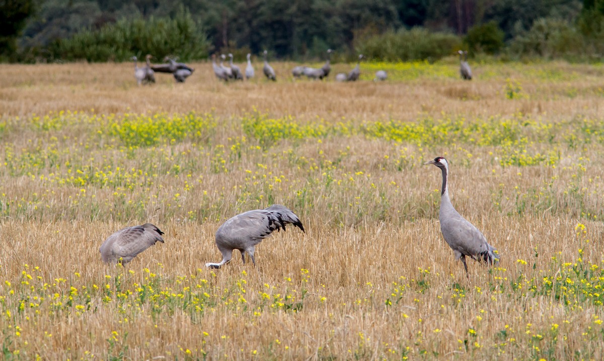 Common Crane - Anonymous