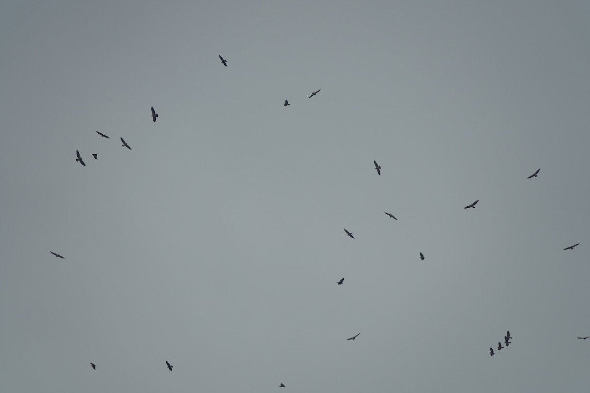 Swainson's Hawk - Francis Fekel