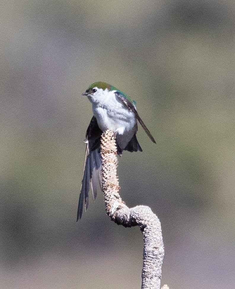 Violet-green Swallow - ML619670207