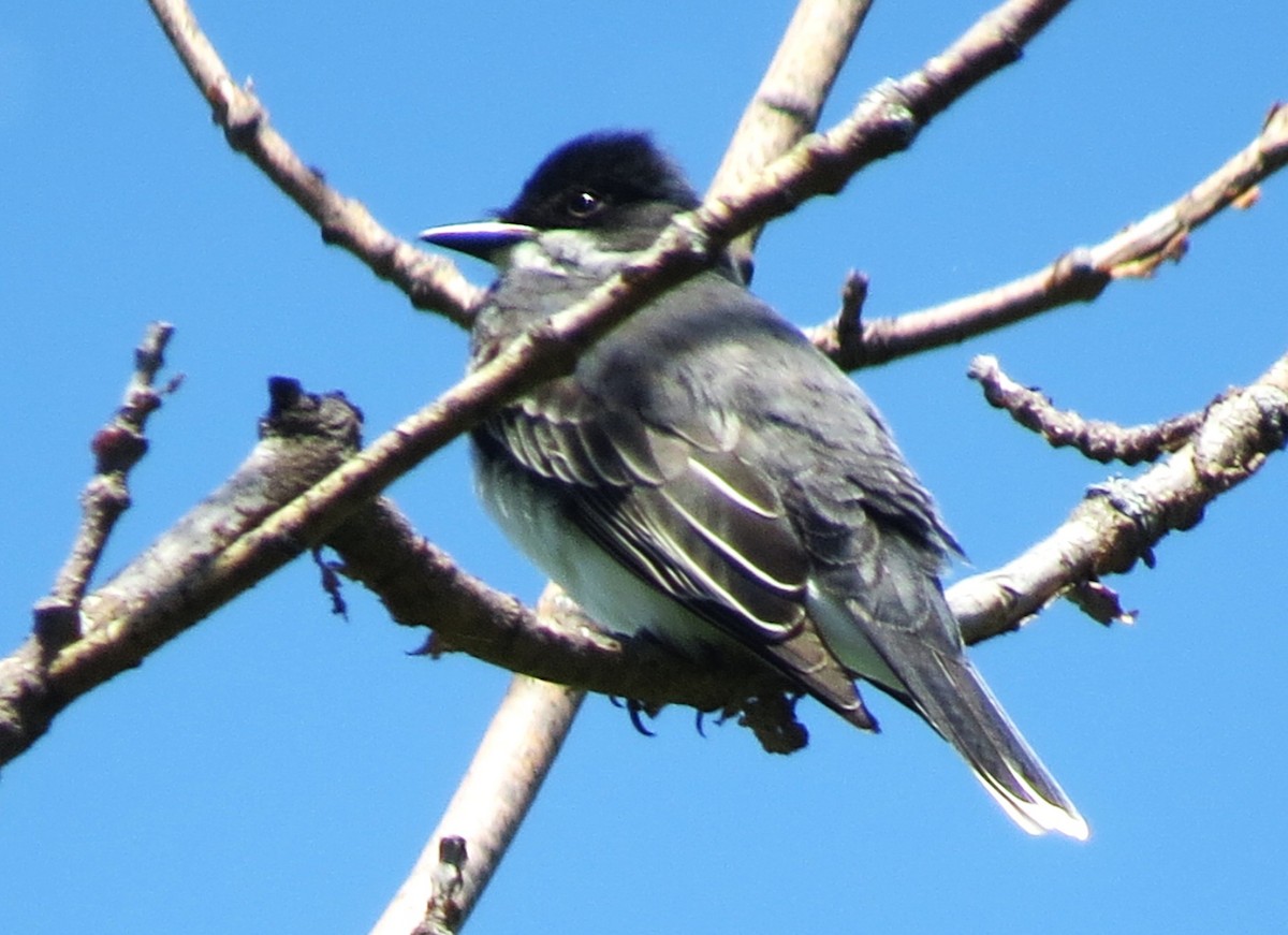 Eastern Kingbird - ML619670213