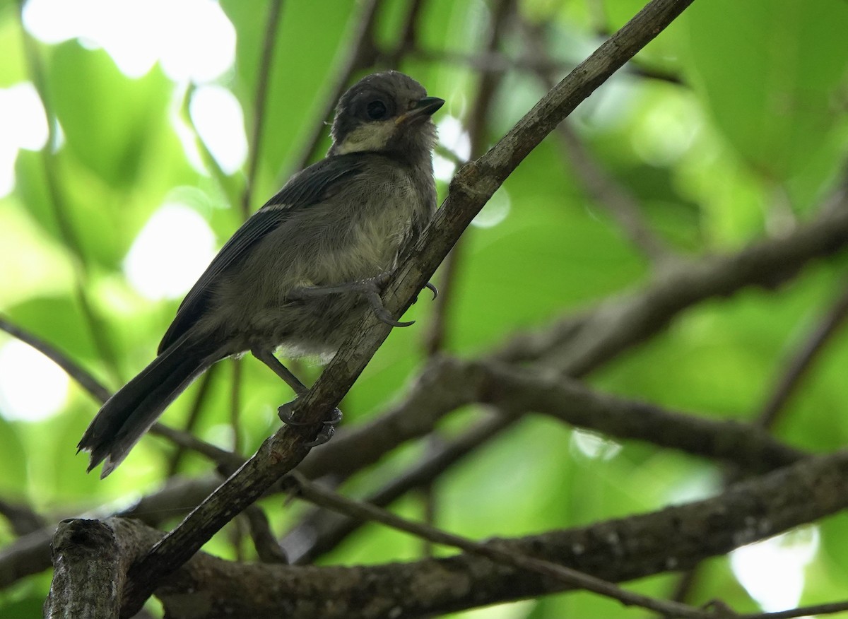 Japanese Tit (Ishigaki) - Martin Kennewell