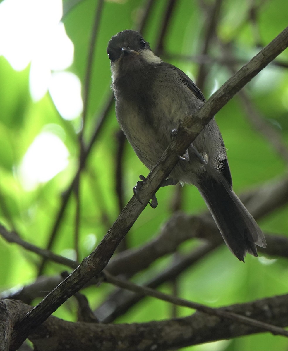 Japanese Tit (Ishigaki) - Martin Kennewell