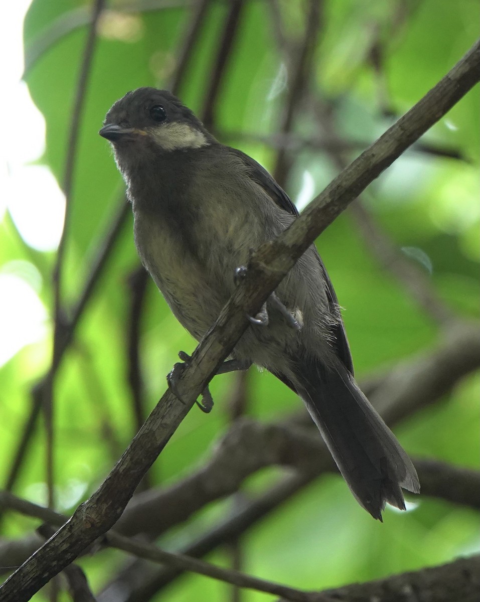 Japanese Tit (Ishigaki) - ML619670230