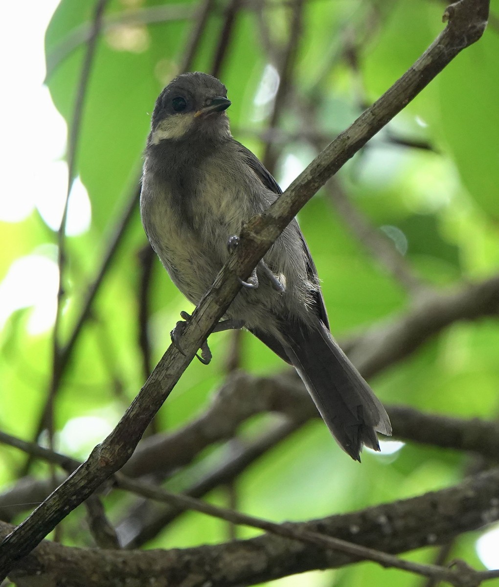 Japanese Tit (Ishigaki) - Martin Kennewell