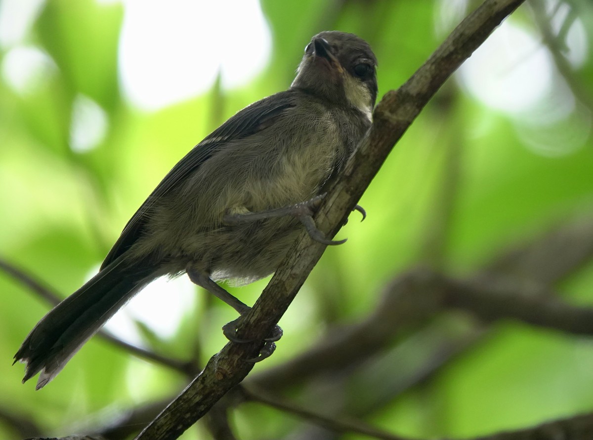 Japanese Tit (Ishigaki) - Martin Kennewell