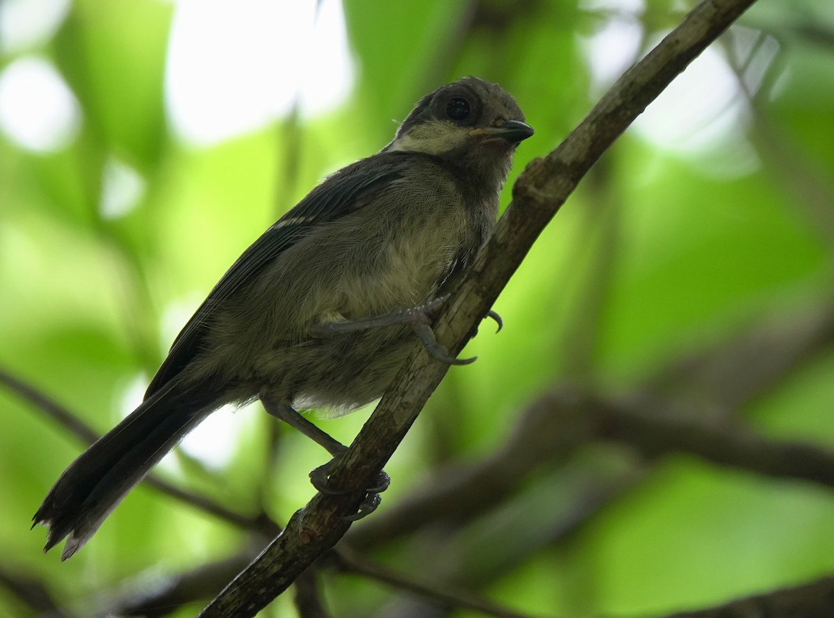 Japanese Tit (Ishigaki) - Martin Kennewell