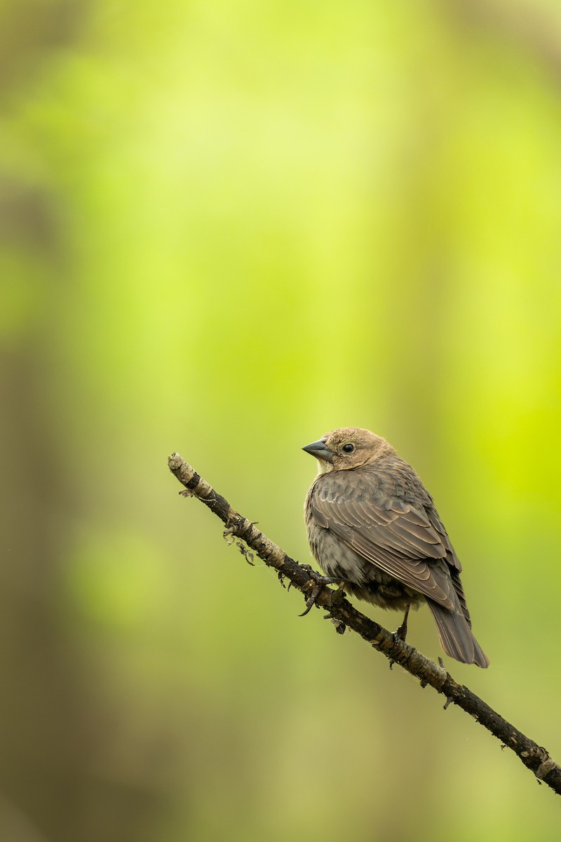 Brown-headed Cowbird - Ulysse Brault-Champion