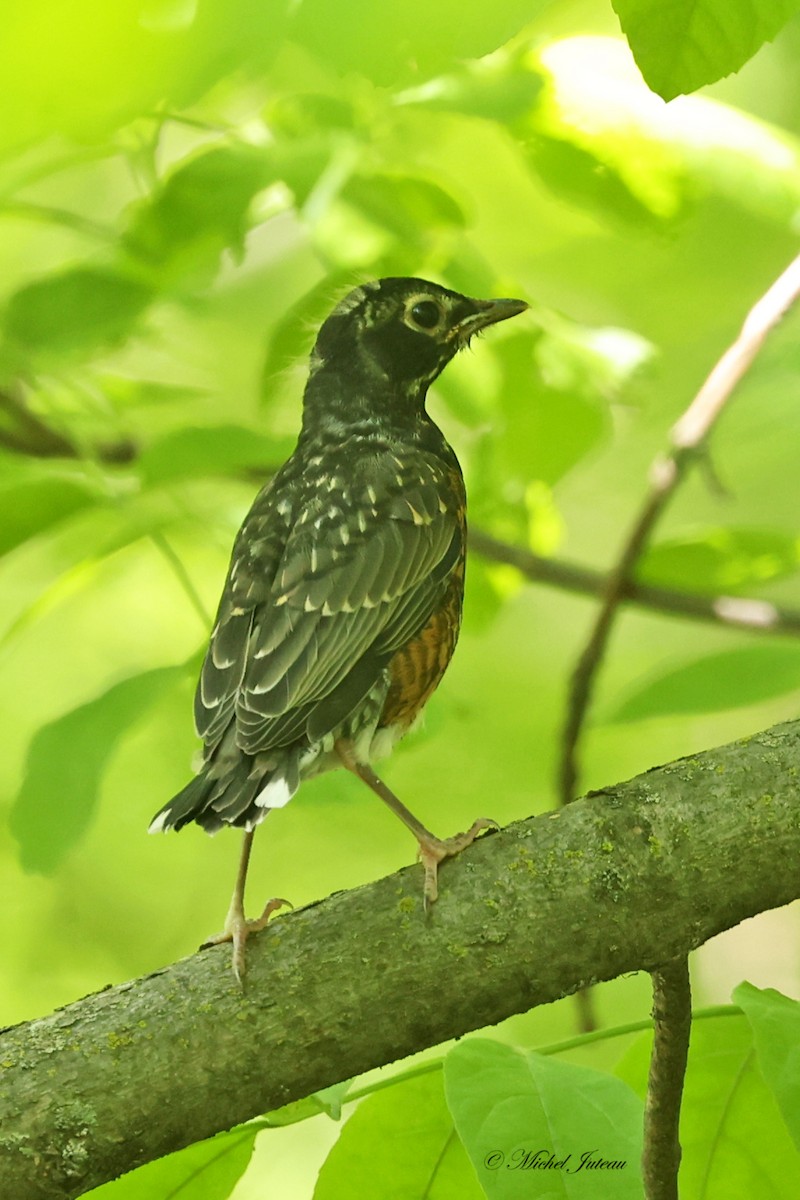 American Robin - Michel Juteau