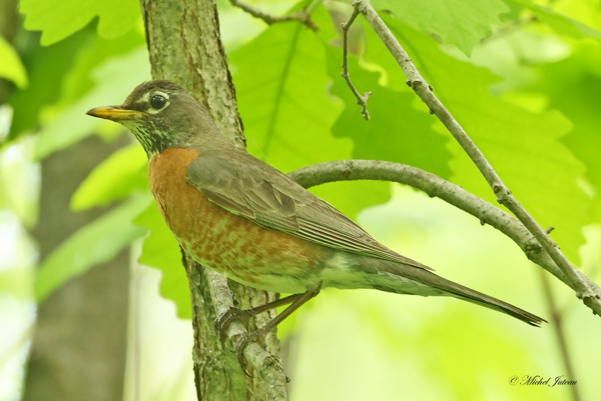 American Robin - Michel Juteau