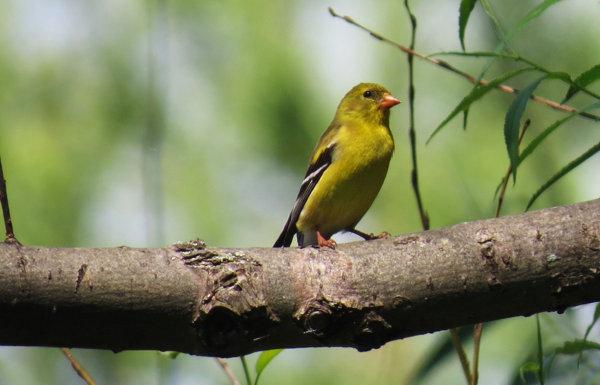 American Goldfinch - shelley seidman