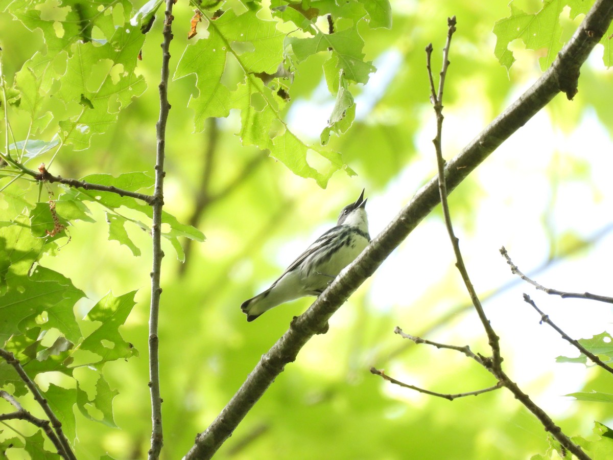 Cerulean Warbler - Kelly Davis