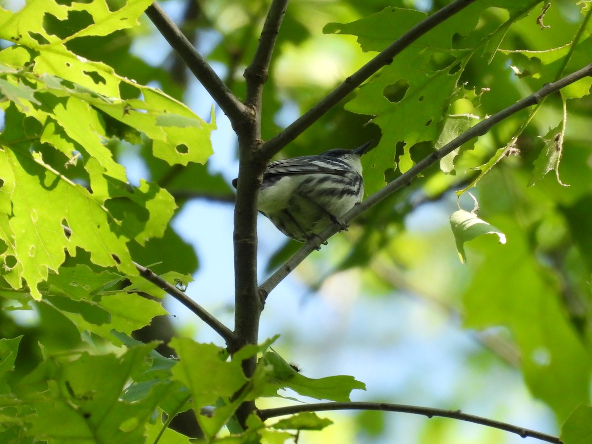 Cerulean Warbler - Kelly Davis