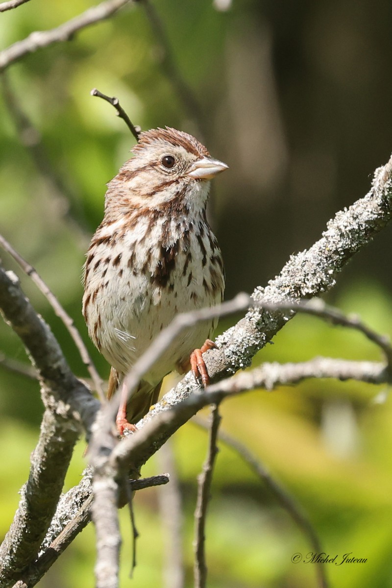 Song Sparrow - Michel Juteau