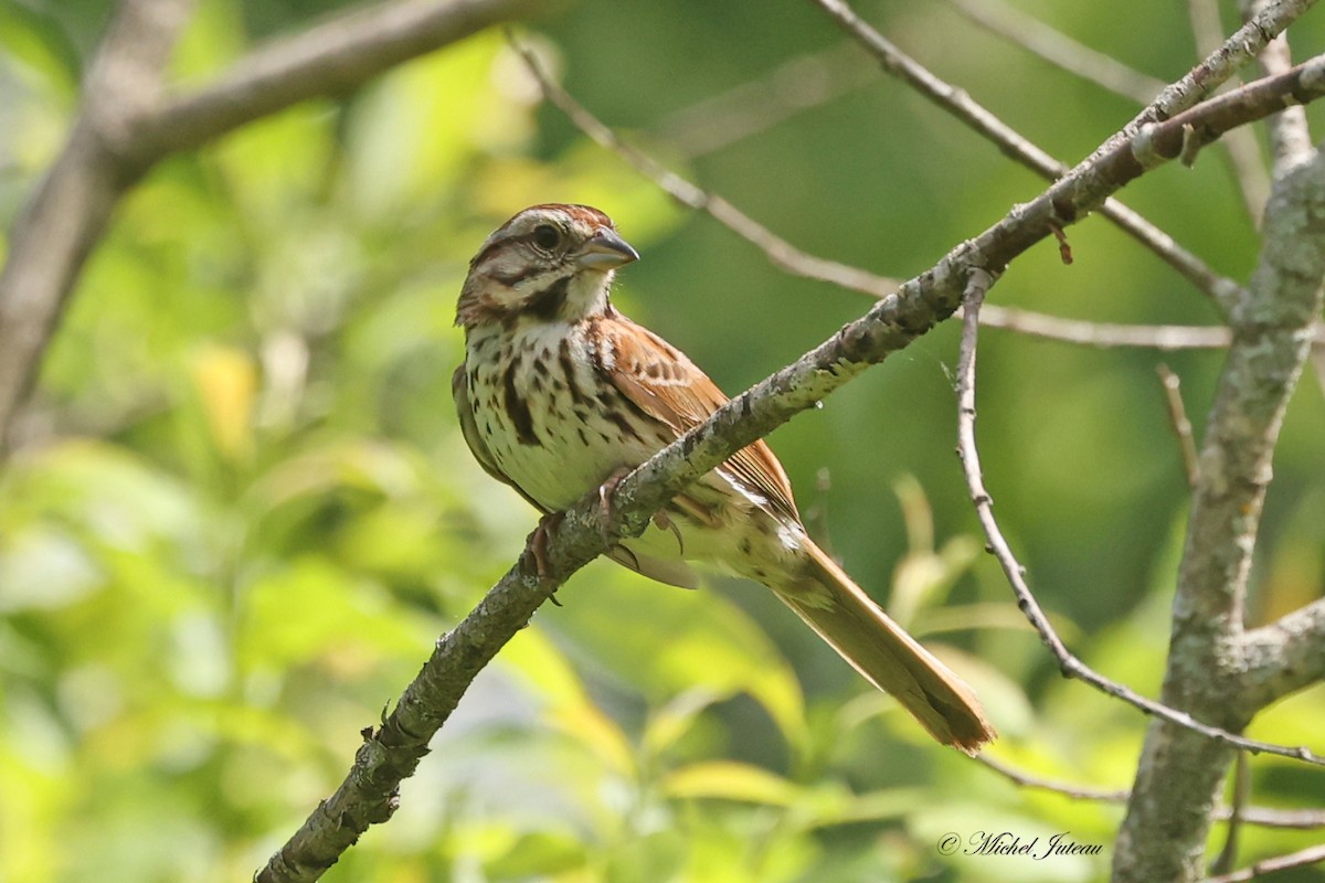 Song Sparrow - Michel Juteau