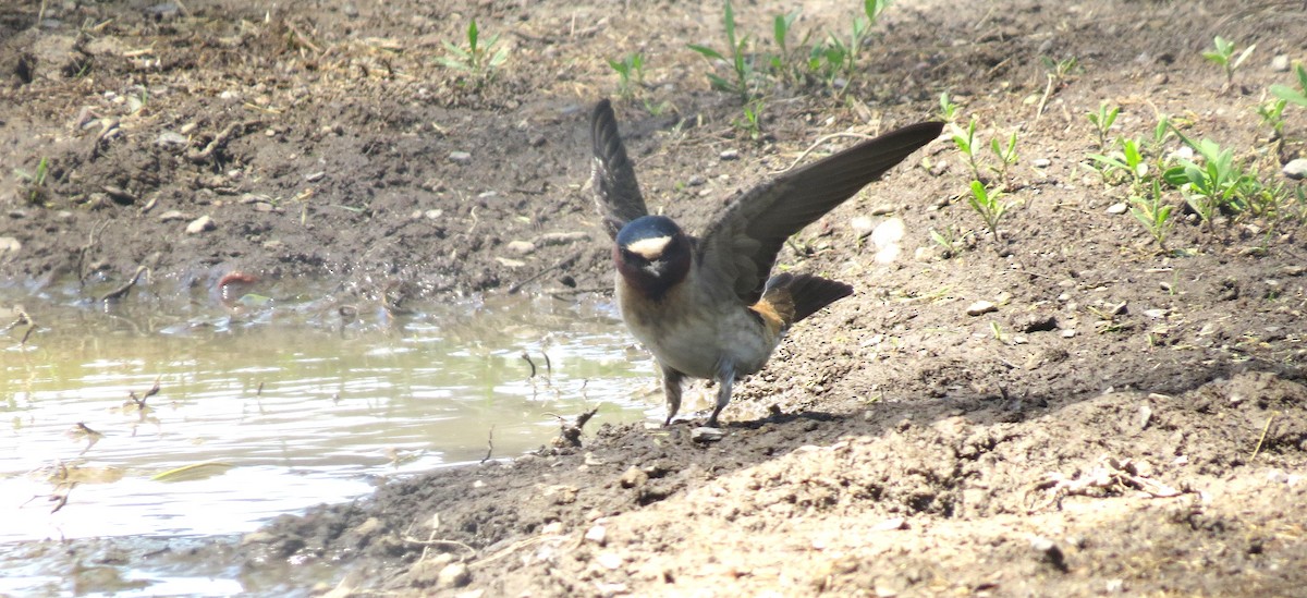 Cliff Swallow - ML619670255