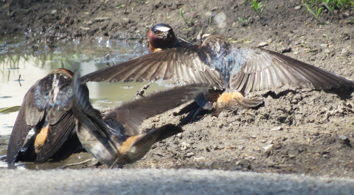 Cliff Swallow - shelley seidman