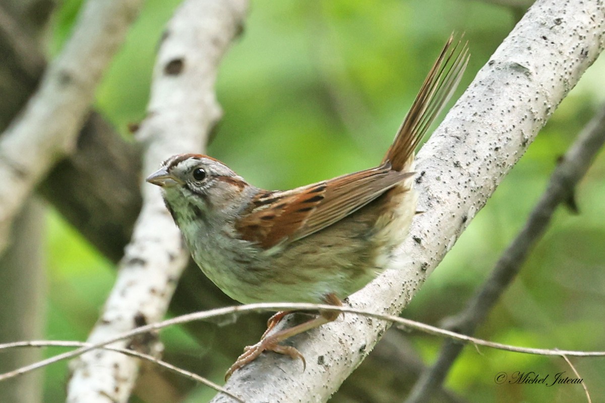 Swamp Sparrow - Michel Juteau