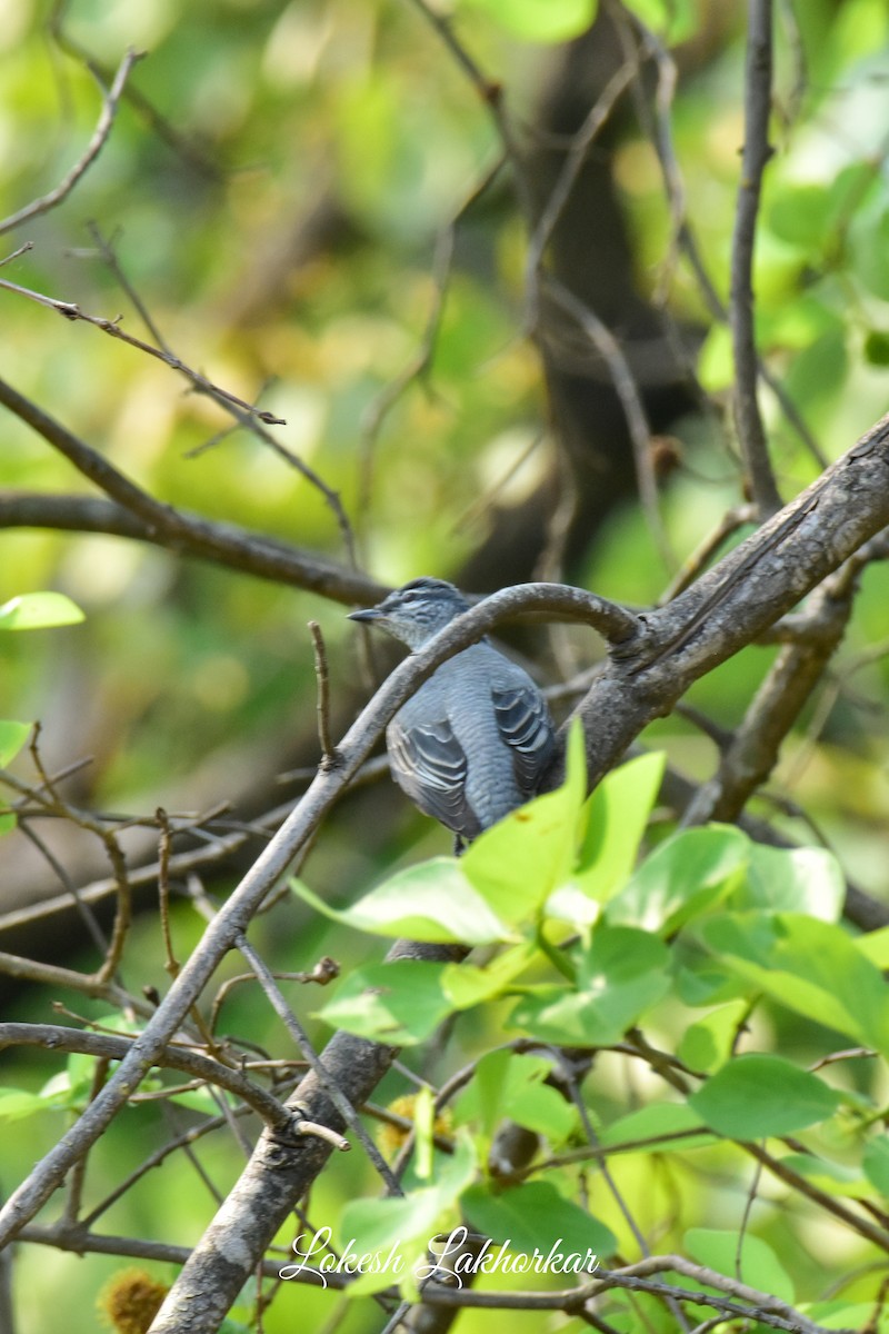 Black-headed Cuckooshrike - ML619670263