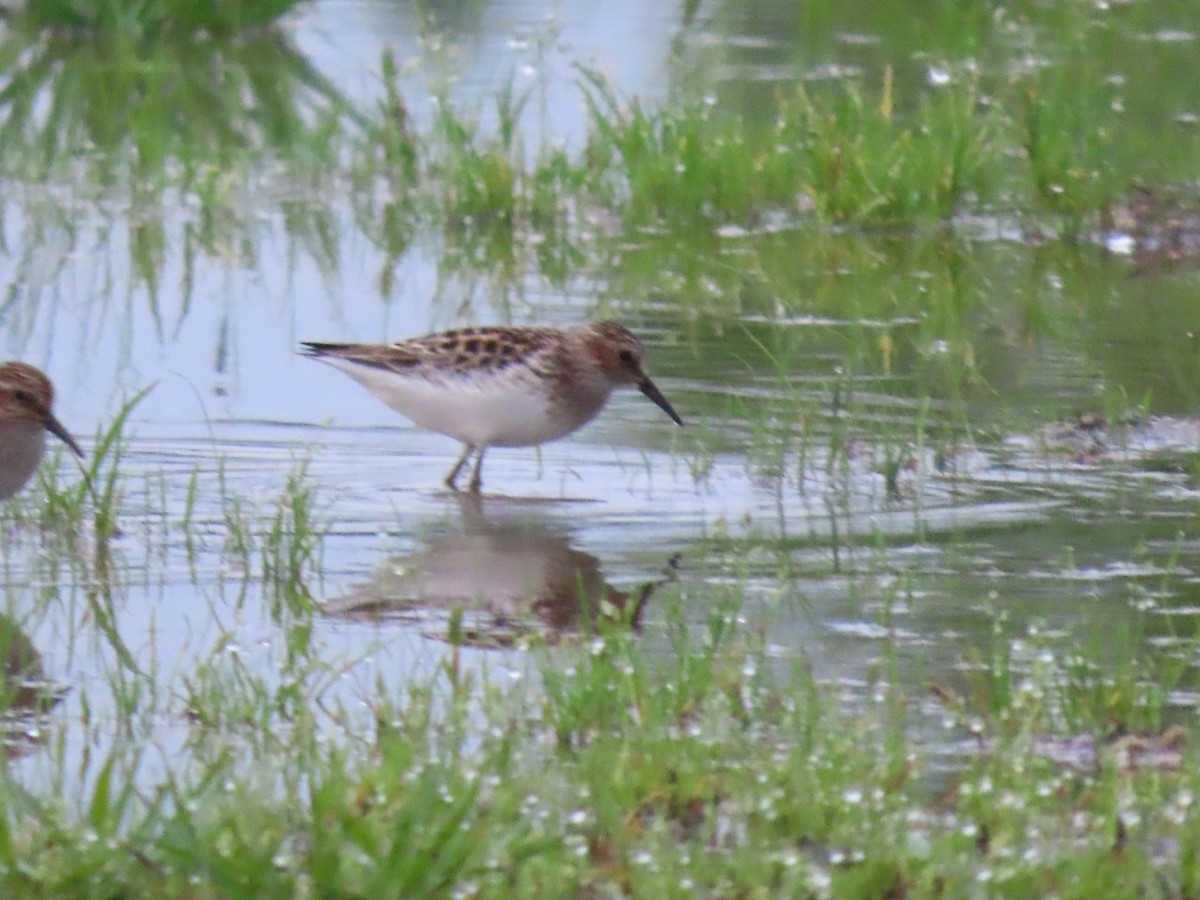 Least Sandpiper - Aarzu Maknojia