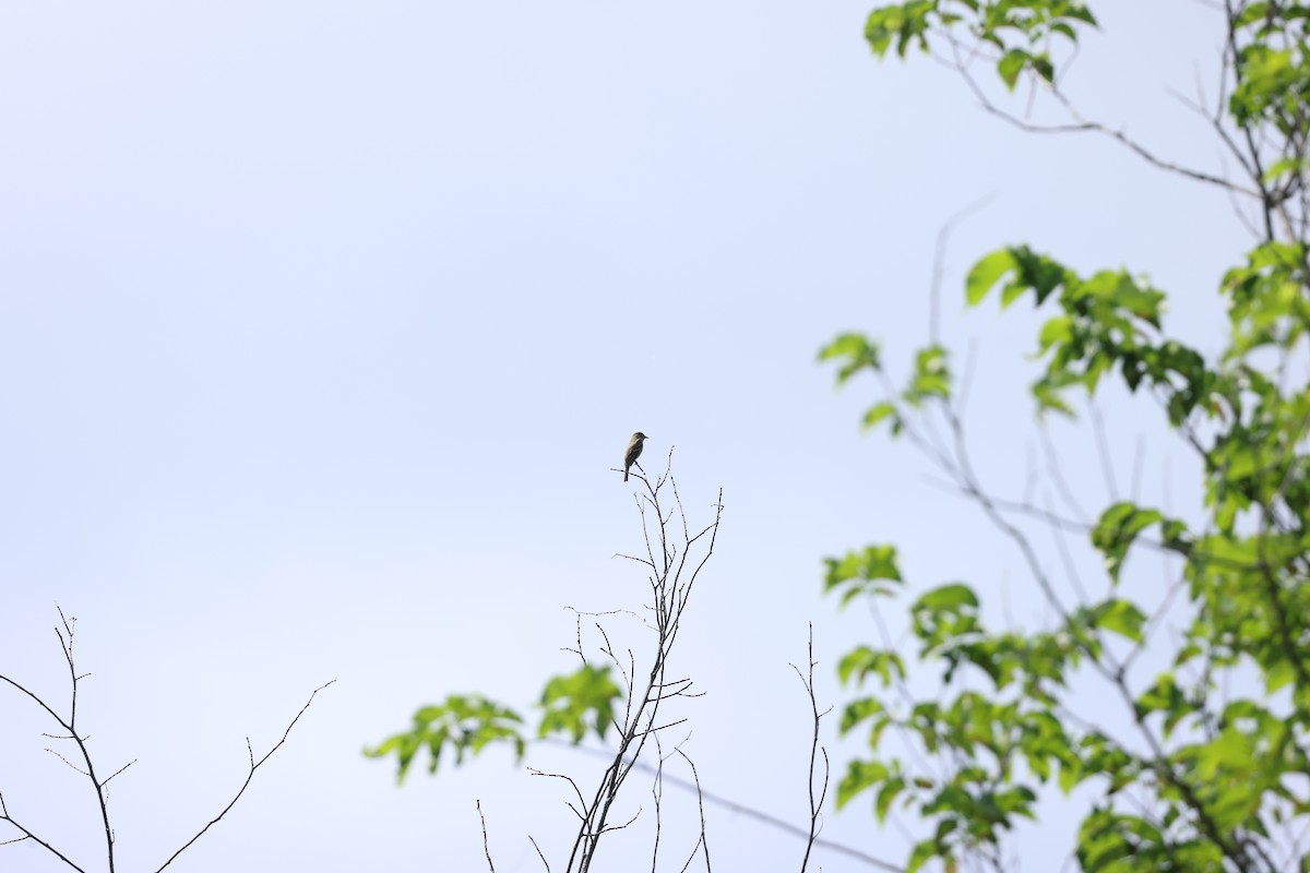 Alder Flycatcher - Marie Provost