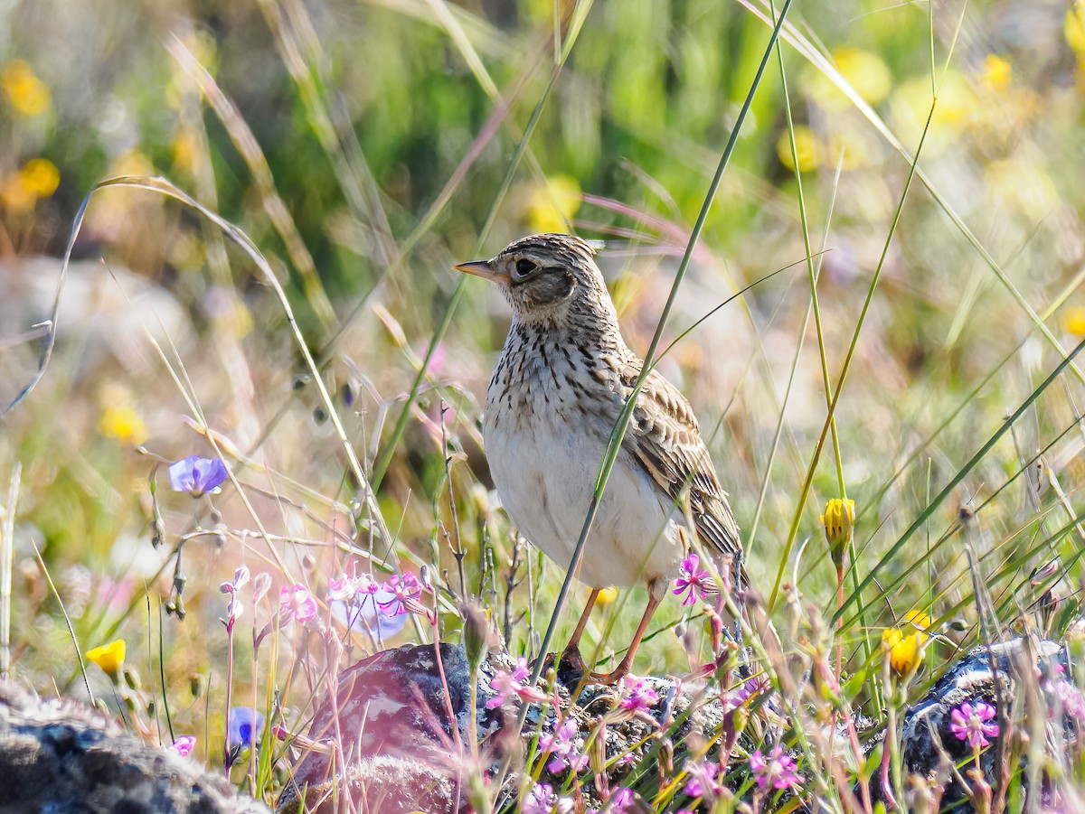 Eurasian Skylark - Manuel Fernandez-Bermejo