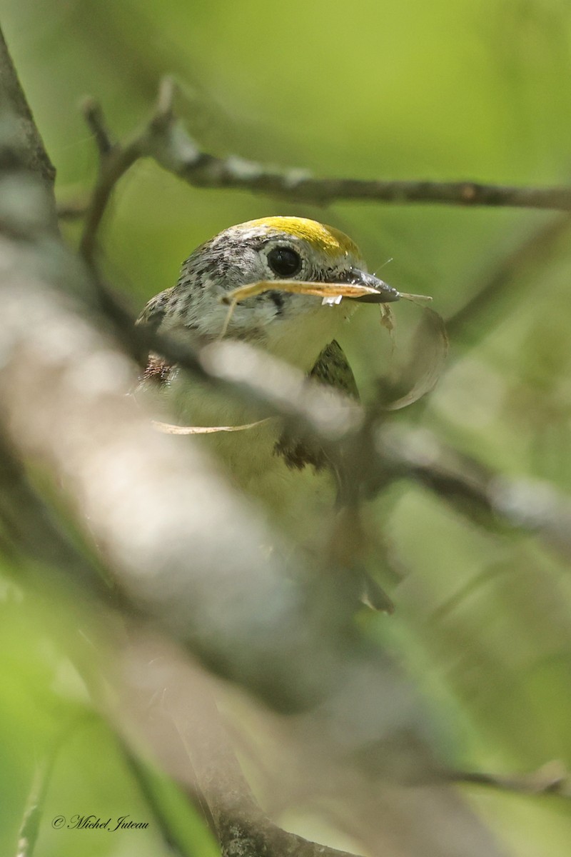 Chestnut-sided Warbler - Michel Juteau