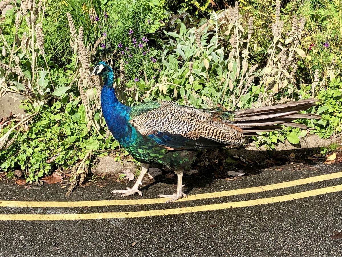 Indian Peafowl (Domestic type) - Anonymous