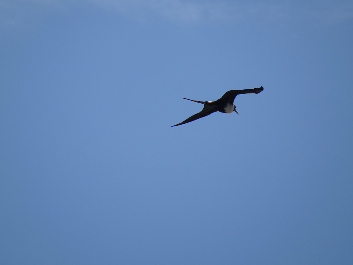 Magnificent Frigatebird - ML619670302