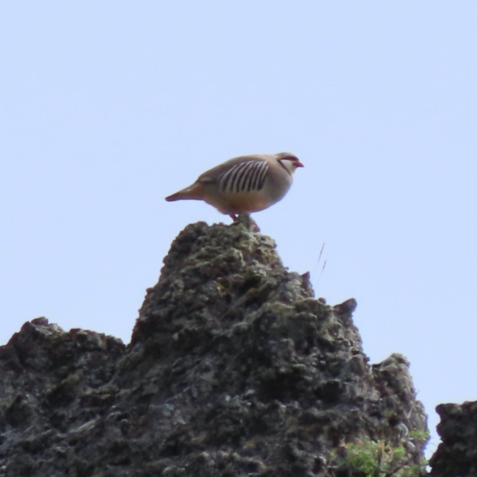 Chukar - Emily Larson