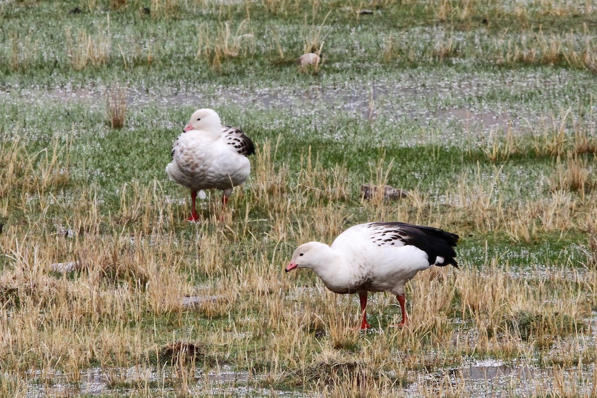 Andean Goose - Oscar  Diaz