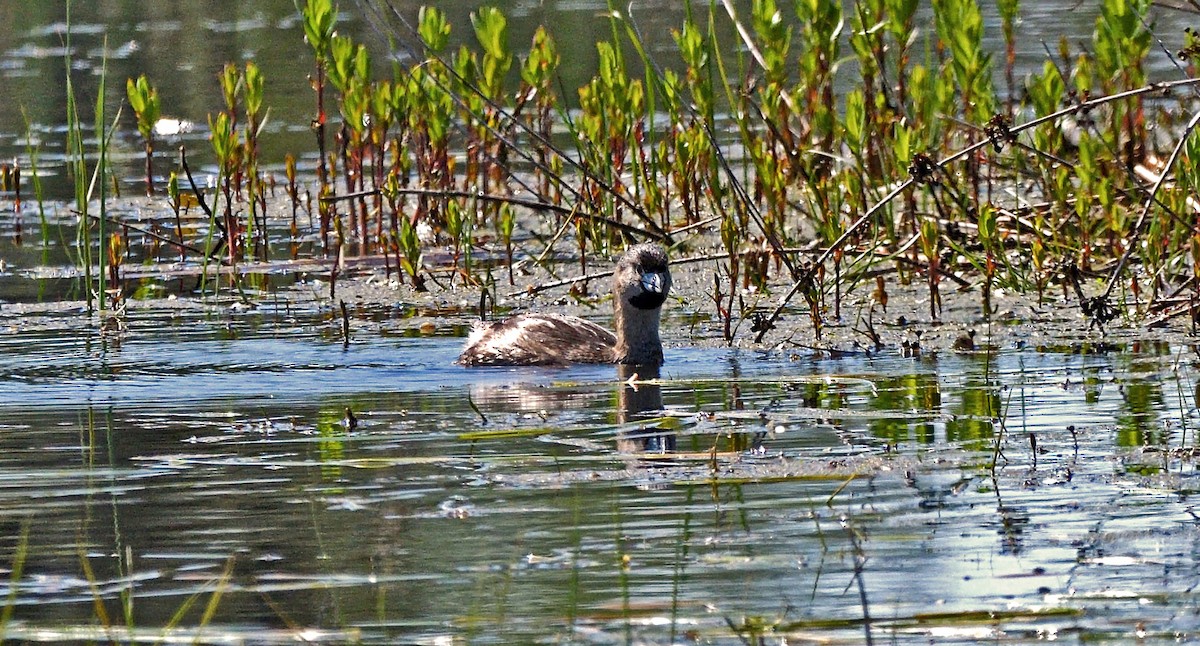 Pied-billed Grebe - Tom Long