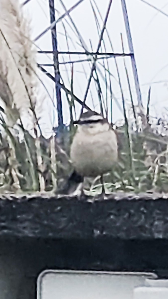 Chalk-browed Mockingbird - Amed Hernández