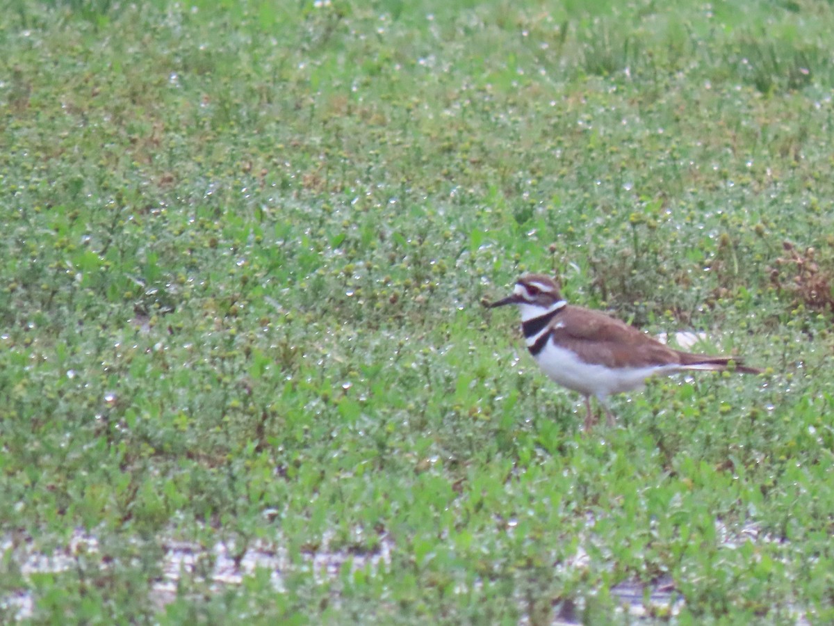 Killdeer - Aarzu Maknojia