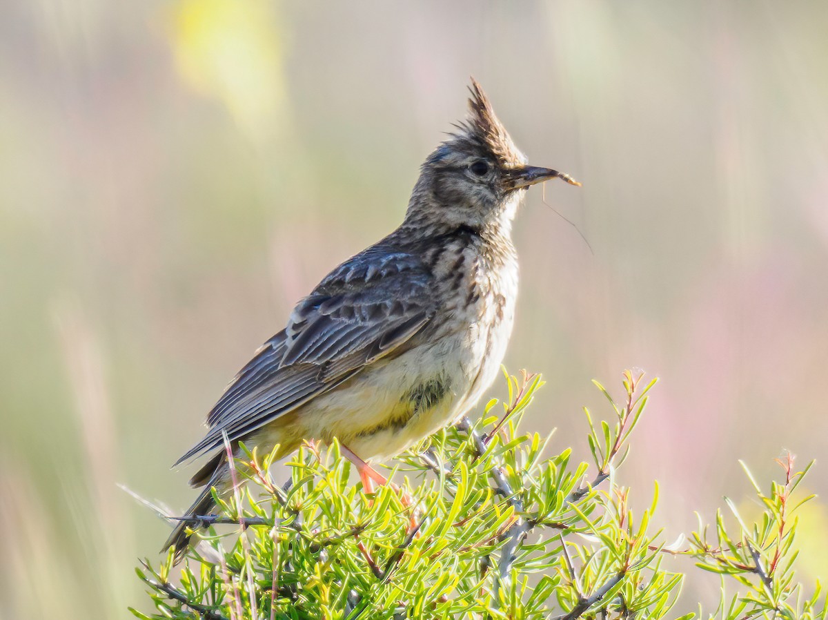 Crested Lark - Manuel Fernandez-Bermejo