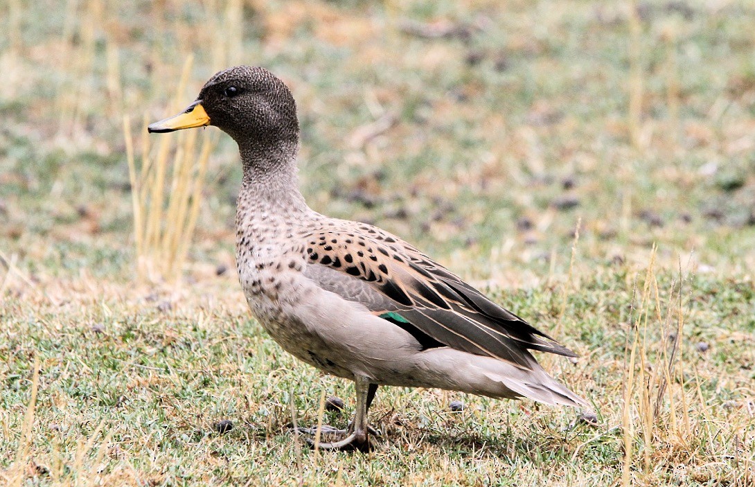 Yellow-billed Teal - Oscar  Diaz