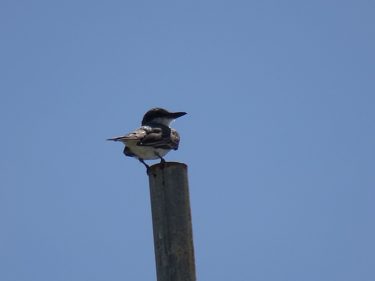 Gray Kingbird - ML619670316